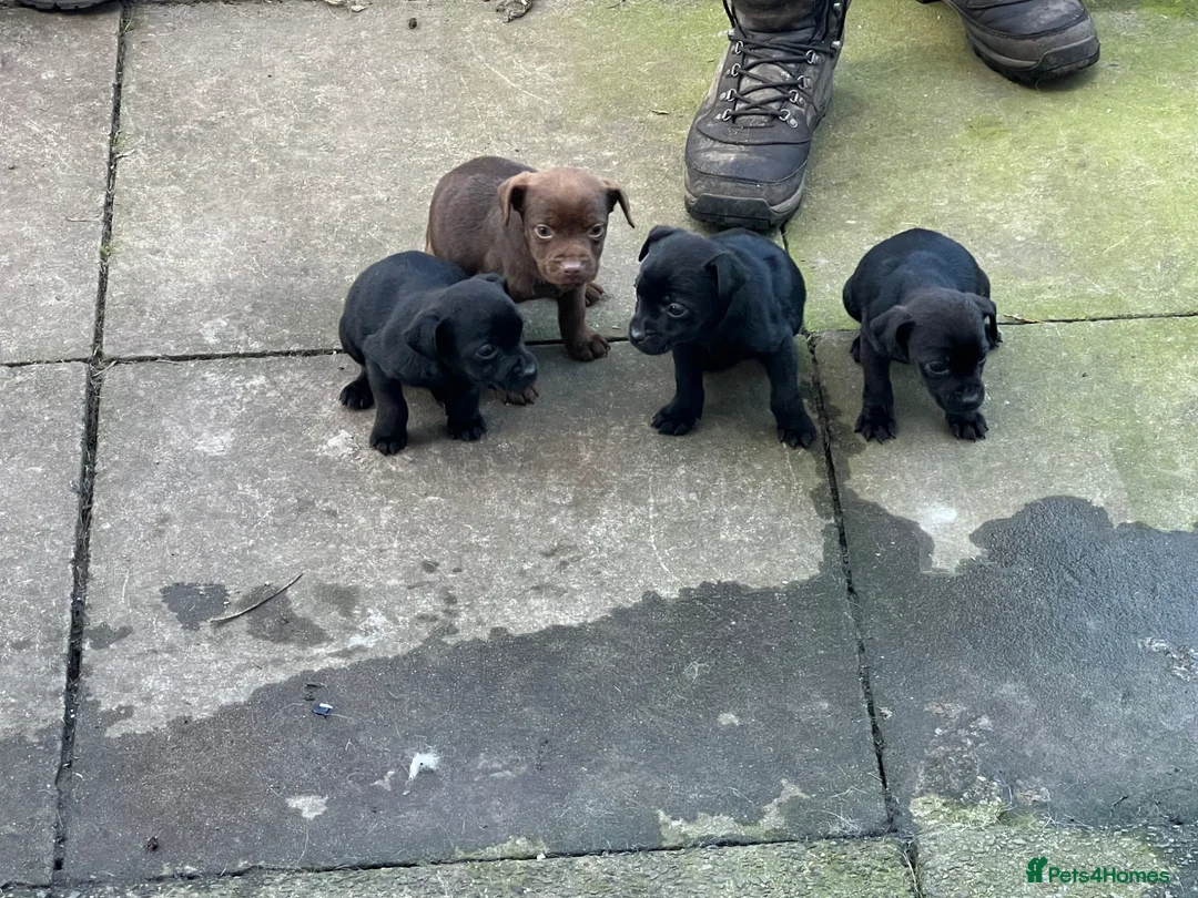 Patterdale Terrier dogs for sale: Patterdale Terriers  - Advert 1