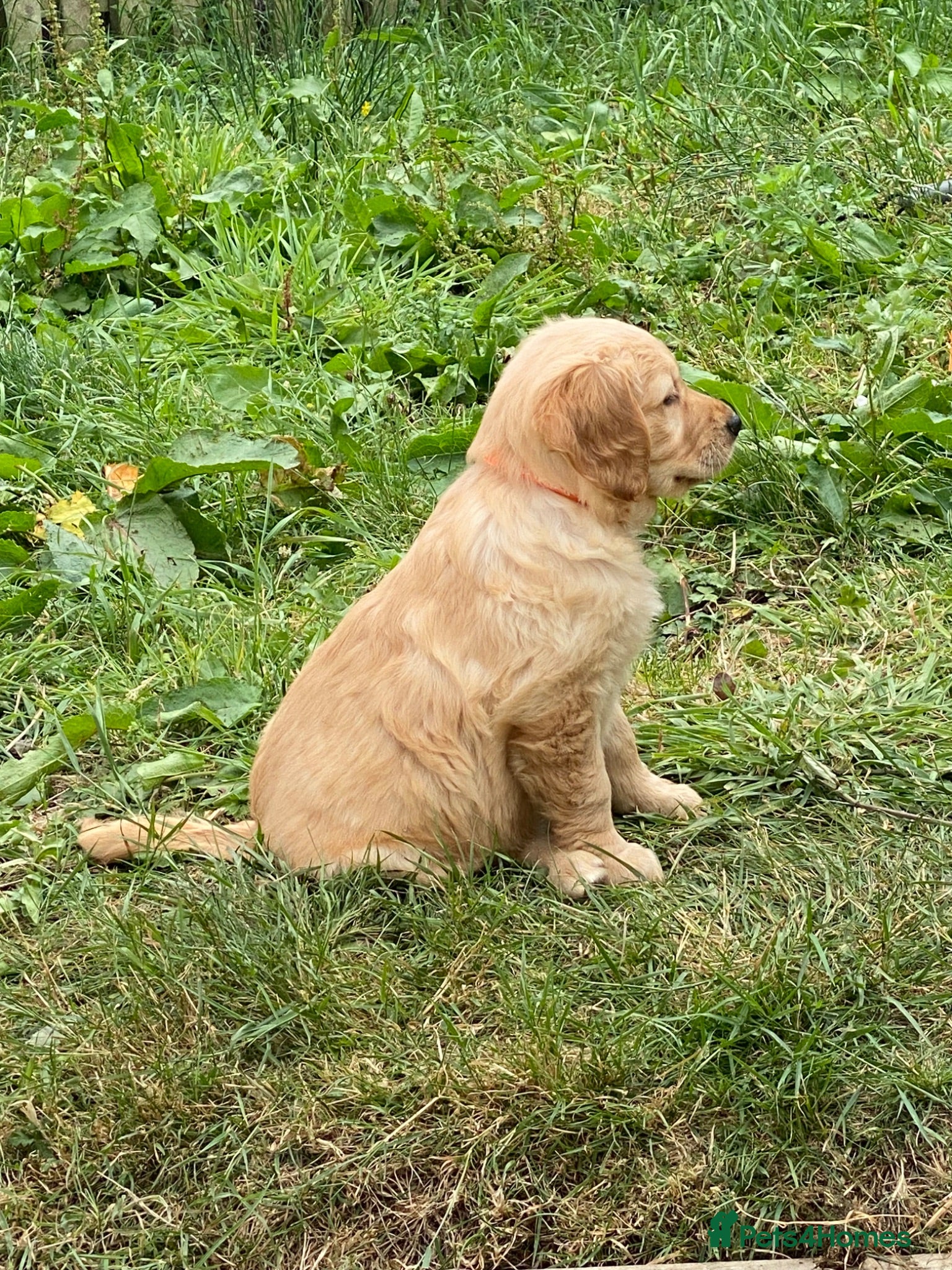 Golden Retriever dogs A happy healthy family companion  - Advert 5