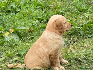 Golden Retriever dogs A happy healthy family companion - Advert 5