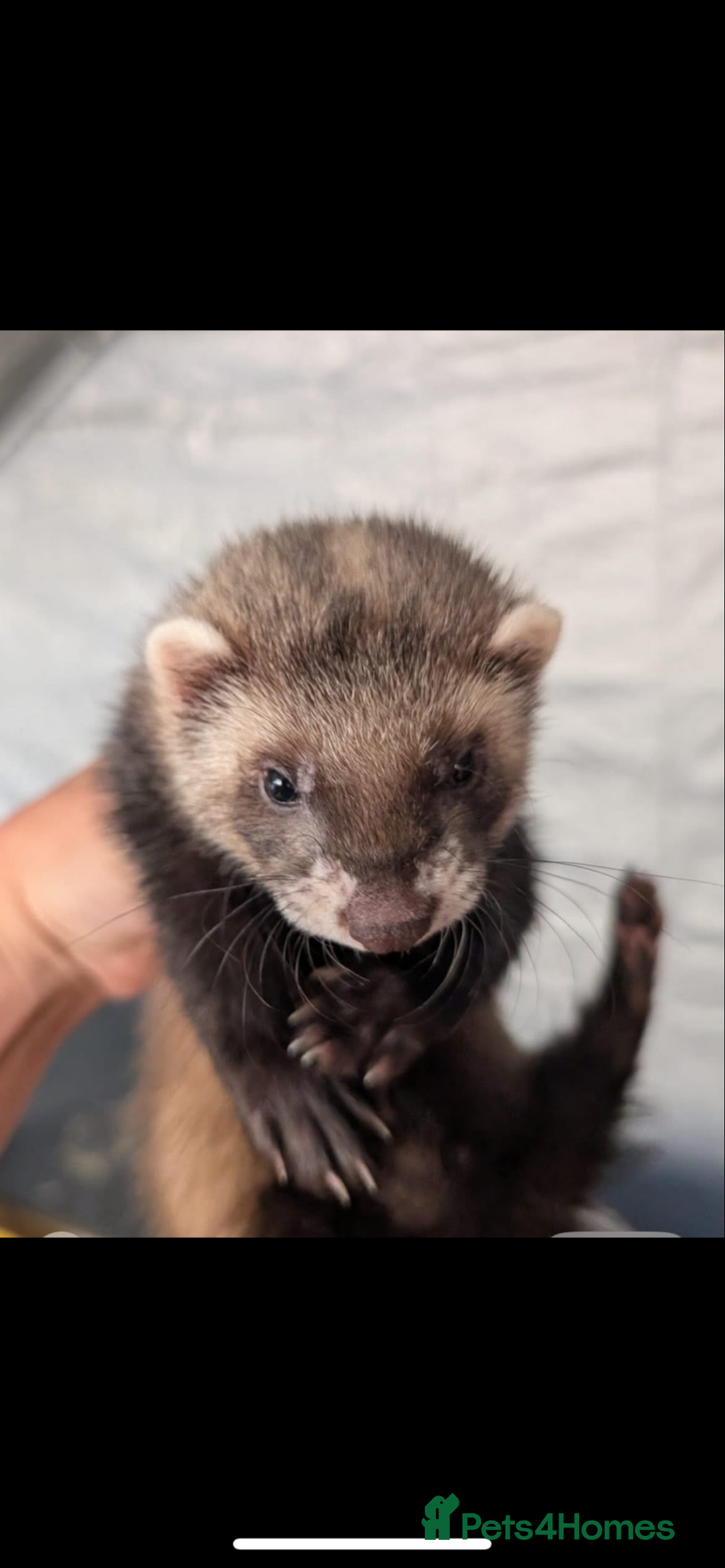 Ferret rodents for sale: 2 female ferrets for sale  - Advert 7