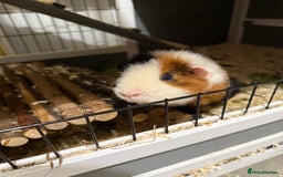Guinea Pig rodents for sale: Four female guinea pigs and hutch for sale - Image 3
