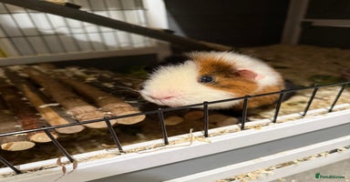 Guinea Pig rodents - Advert 3