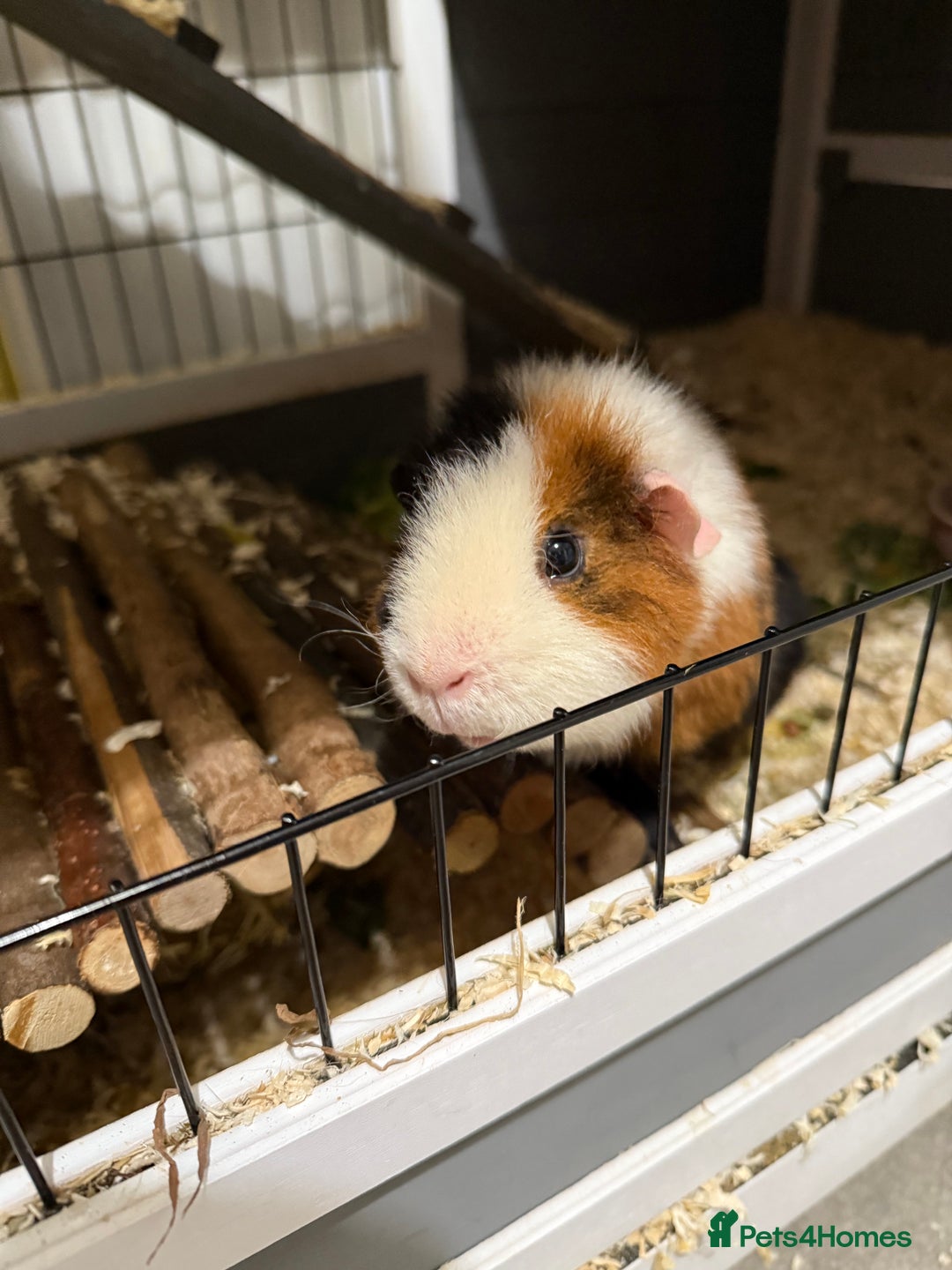 Guinea Pig rodents for sale: Four female guinea pigs and hutch for sale - Image 3