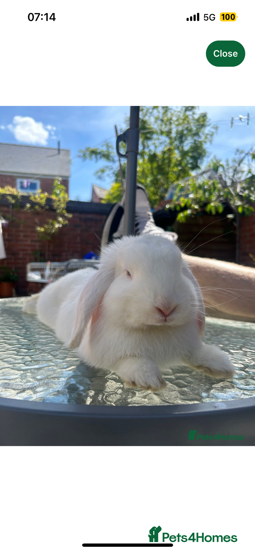 Mini Lop rabbits for sale: Holland lops for sale  - Advert 2