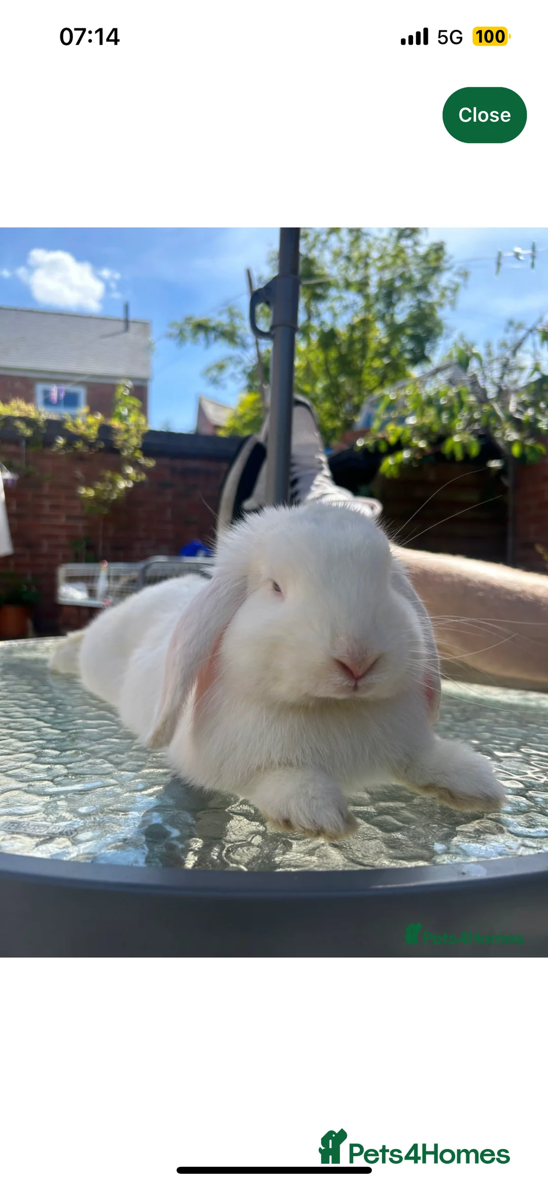 Mini Lop rabbits for sale: Holland lops for sale  - Advert 2