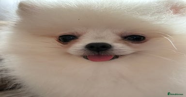 Pomeranian dogs - Advert 15