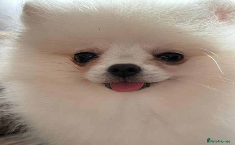 Pomeranian dogs Baby white Poms  - Advert 2