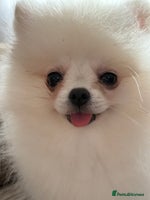 Pomeranian dogs - Advert 15