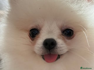 Pomeranian dogs Baby white Poms - Advert 6