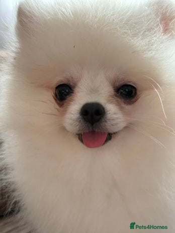 Pomeranian dogs Baby white Poms - Advert 2