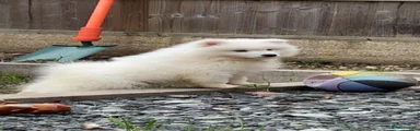 Samoyed 1