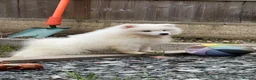 Samoyed dogs for sale: Tofu-Rose - Advert 5