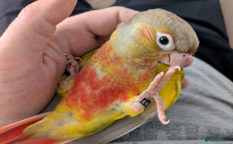 Conures birds - Advert 19