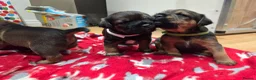 Border Terrier dogs for sale: Beautiful Borer/borderlakeland puppies - Advert 10
