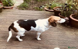 Beagle dogs for adoption: Poppy Beagle for adoption - Image 6