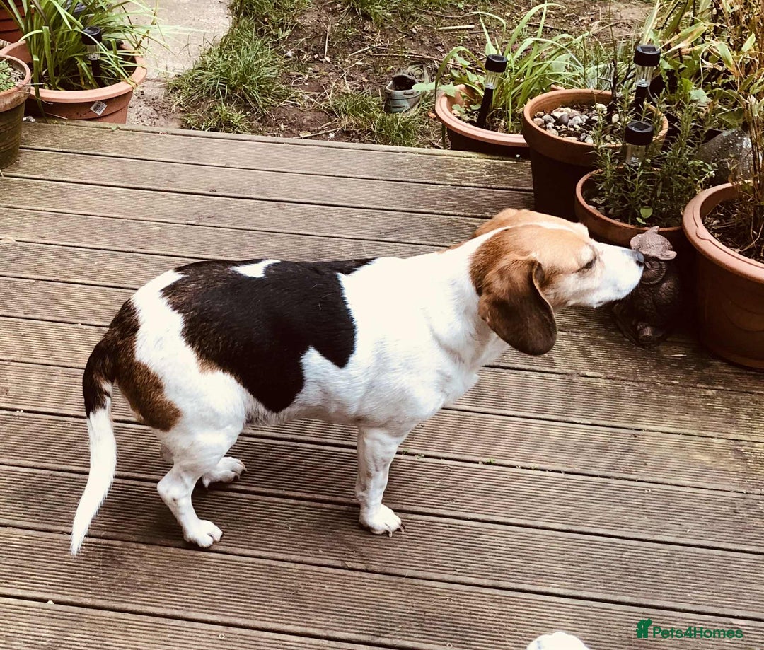 Beagle dogs for adoption: Poppy Beagle for adoption - Image 6