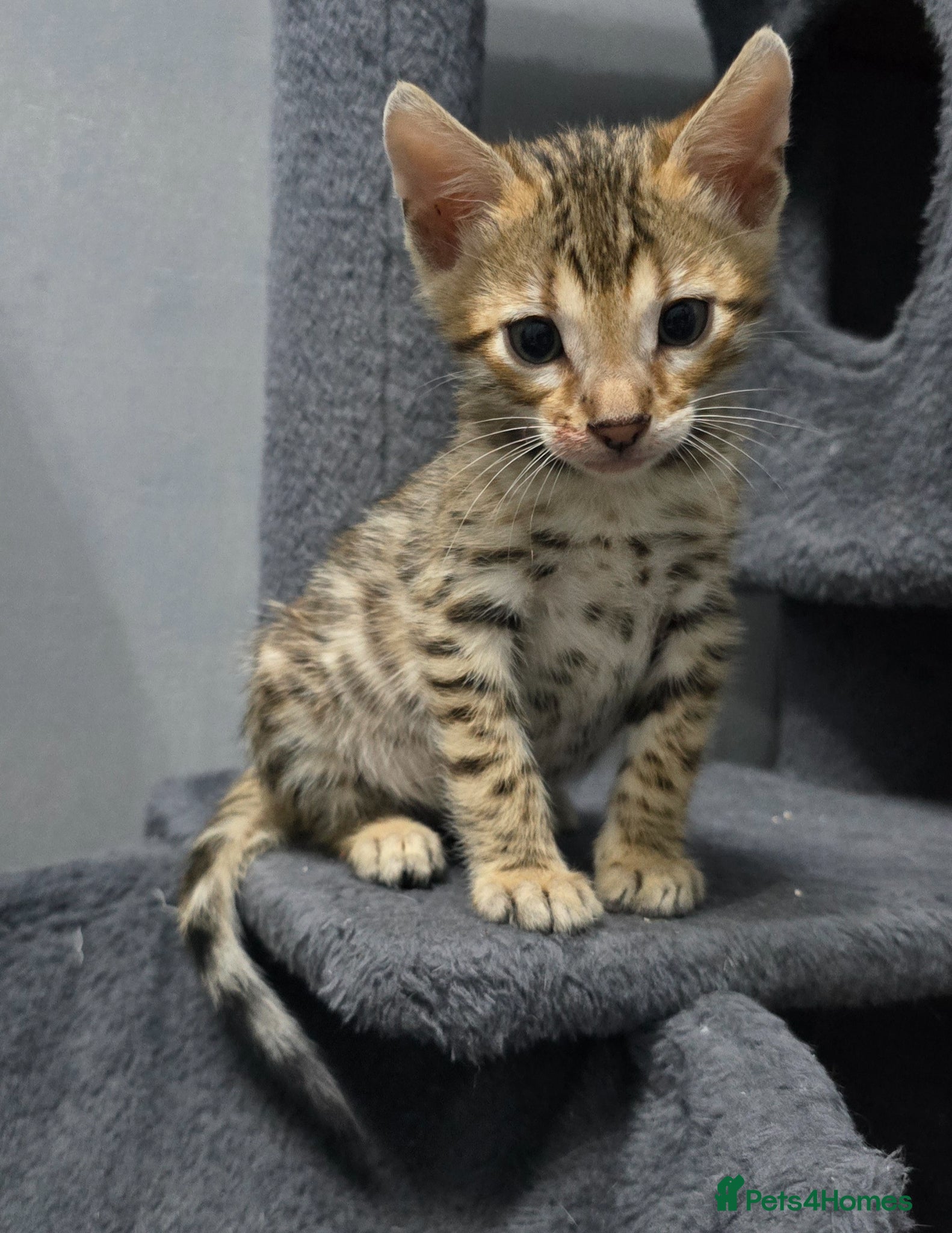 Bengal cats Only 1 boy left🔥 Ready from middle May.. - Advert 1