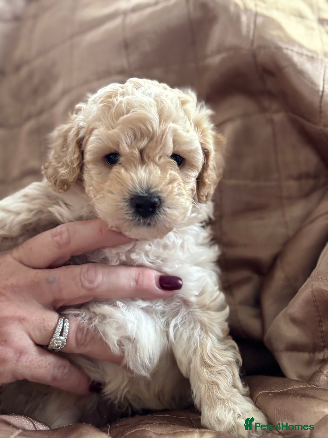 Poochon dogs for sale: Puppies for sale  - Advert 13