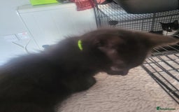 Domestic Shorthair cats for sale: Kittens - Image 13