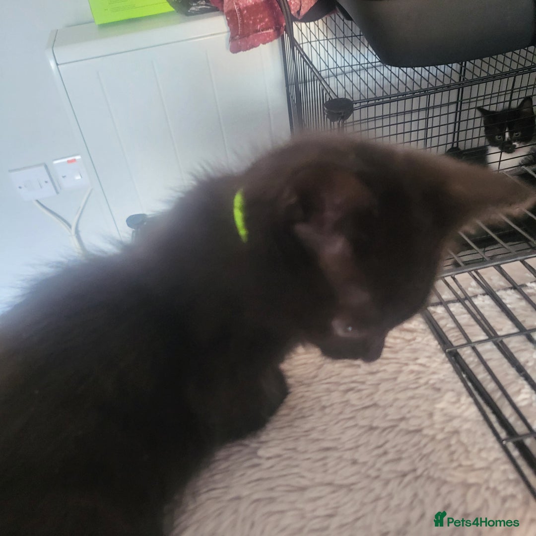 Domestic Shorthair cats for sale: Kittens - Image 13