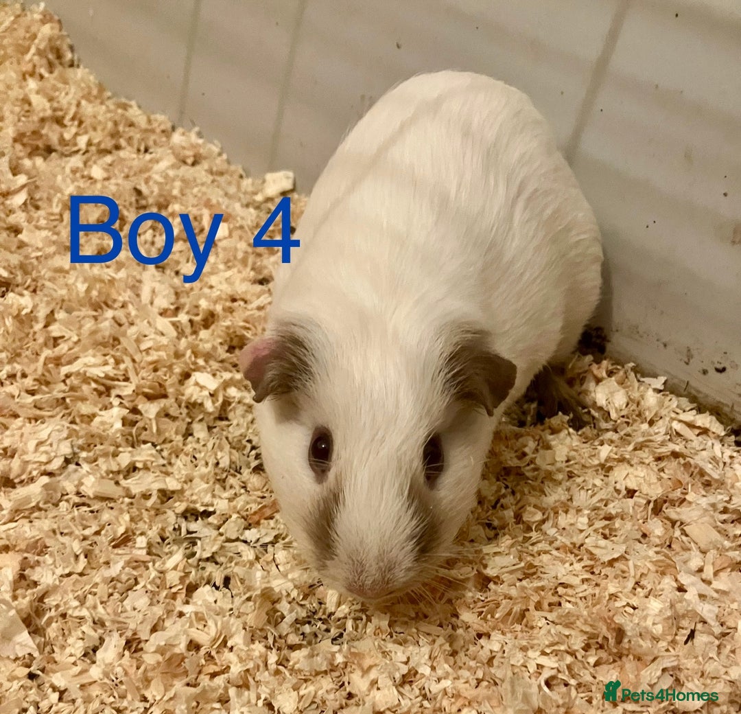 Guinea Pig rodents for sale: 6 Guinea Pigs - Free - Advert 6