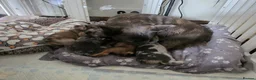French Bulldog dogs for sale: Fluffy French Bulldogs - Advert 1