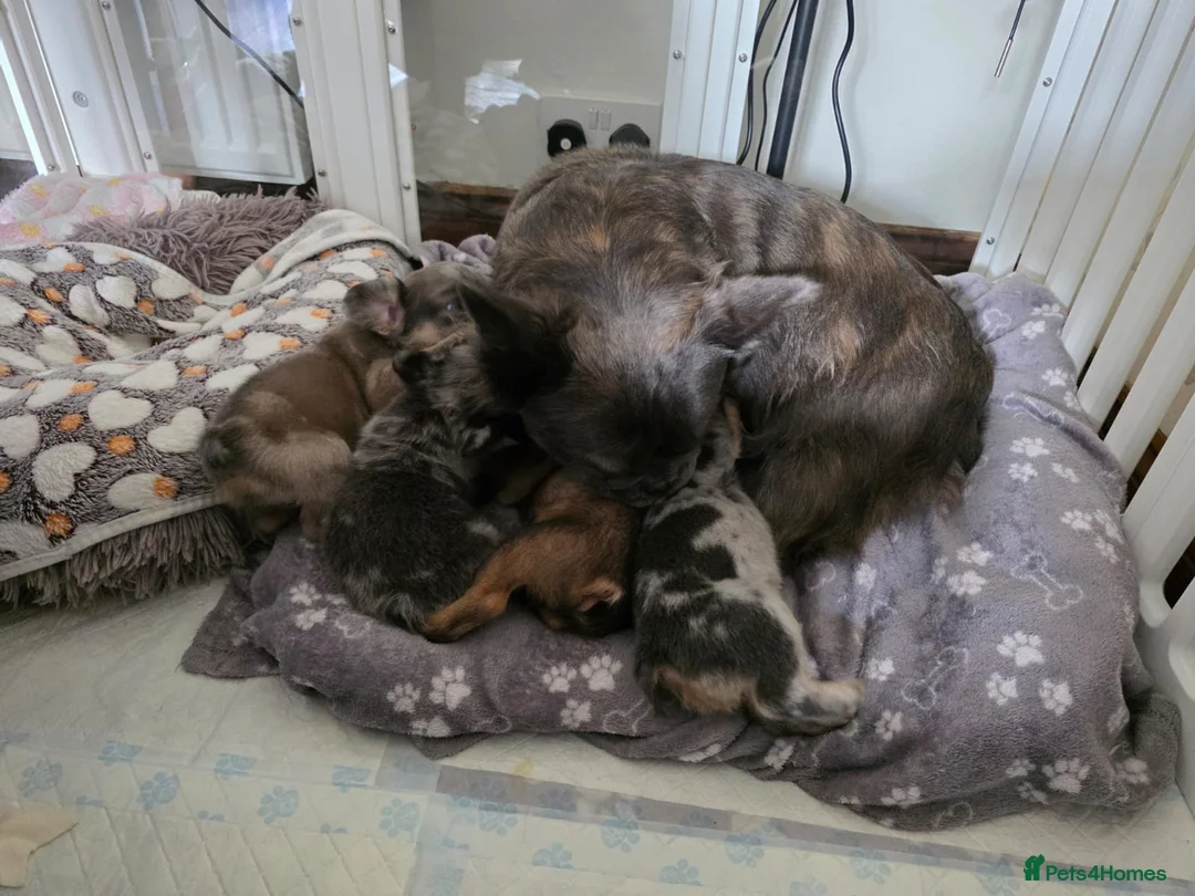 French Bulldog dogs for sale: Fluffy French Bulldogs - Advert 1