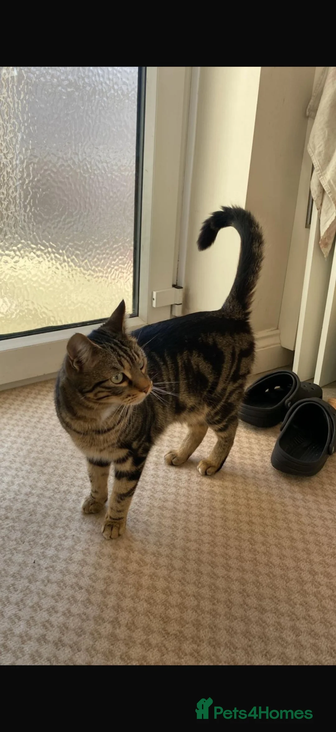 Mixed Breed cats for sale: Neutered Male Cat - Lychee in Preston - Advert 2