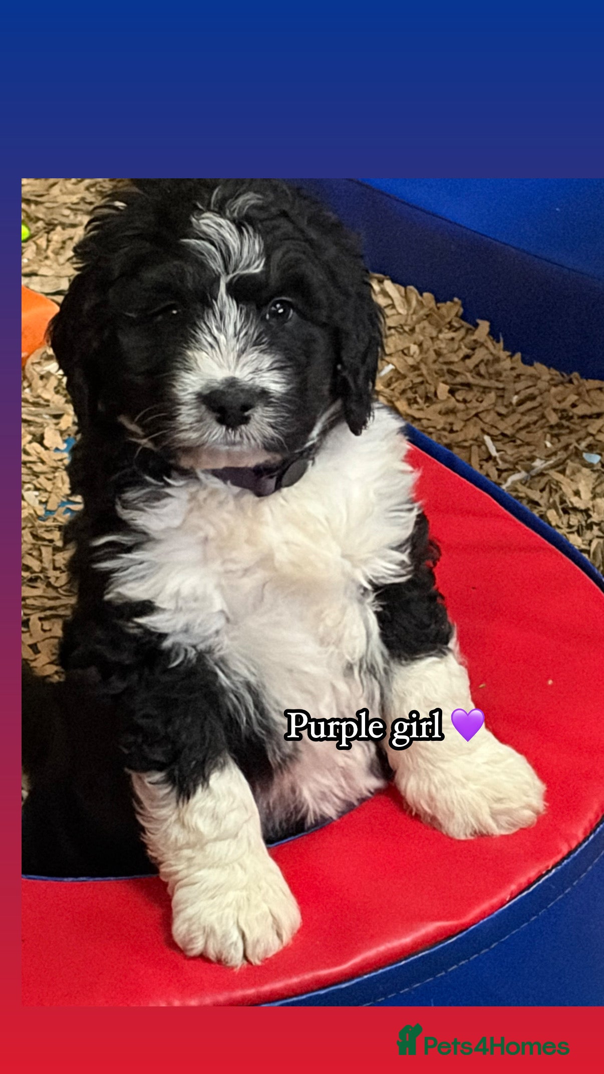 Bernedoodle dogs 💙 Chunky Bernedoodles with TRI🩷 - Advert 10
