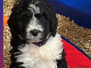 Bernedoodle dogs 💙 Chunky Bernedoodles with TRI🩷 - Advert 10