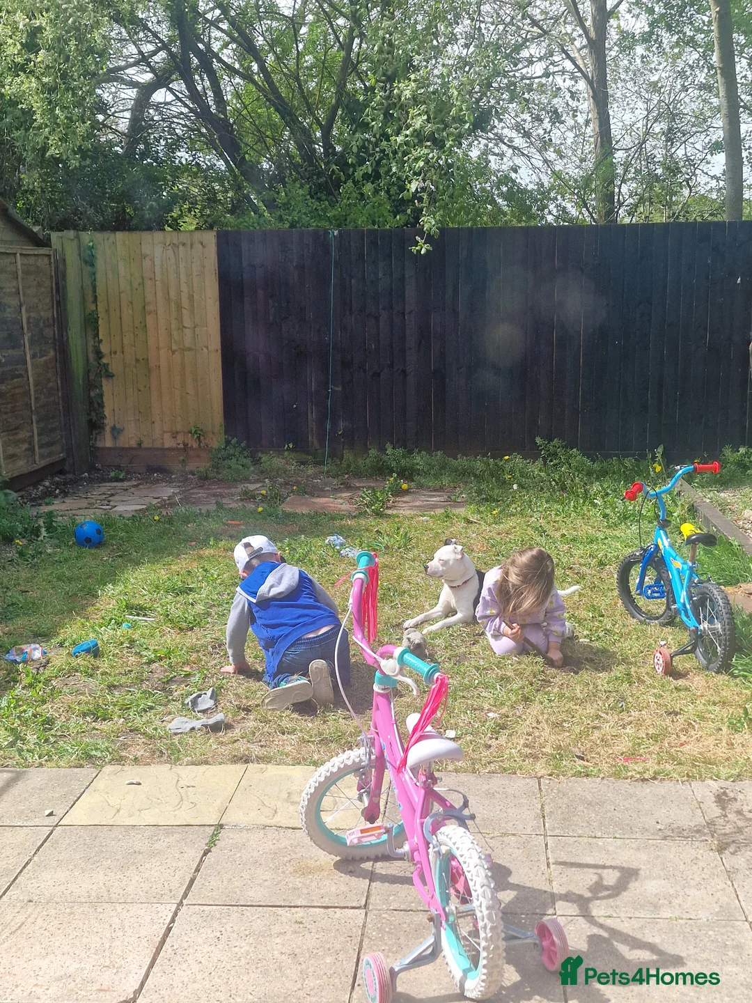 Staffordshire Bull Terrier dogs for sale: 2 year old female staffy in Christchurch - Advert 17