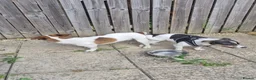 Jack Russell dogs for sale: Pure Jack russell puppies  in York - Advert 19