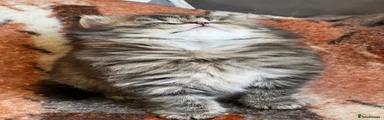 British Longhair Kitten 2
