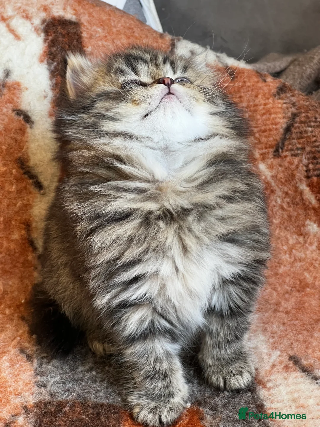 British Longhair cats for sale: (Last One) TICA & GCCF B.L.H Male - Advert 2