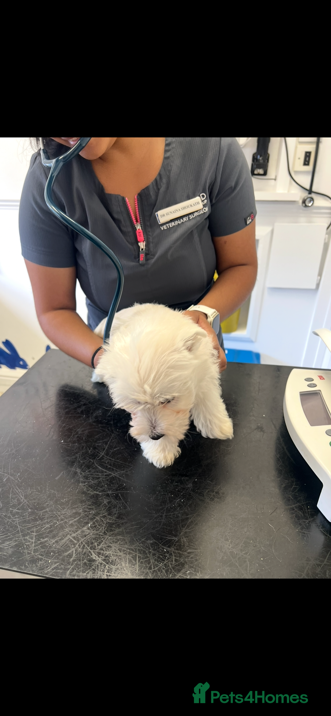 West Highland Terrier dogs for sale: Westie Boy pups available ⭐️⭐️⭐️ - Image 15