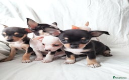 Chihuahua dogs for sale: Gorgeous Baby Chihuahua puppies  - Image 19