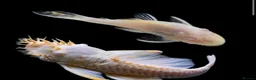 Plecos fish for sale: Albino pleco breeding pair - Advert 1