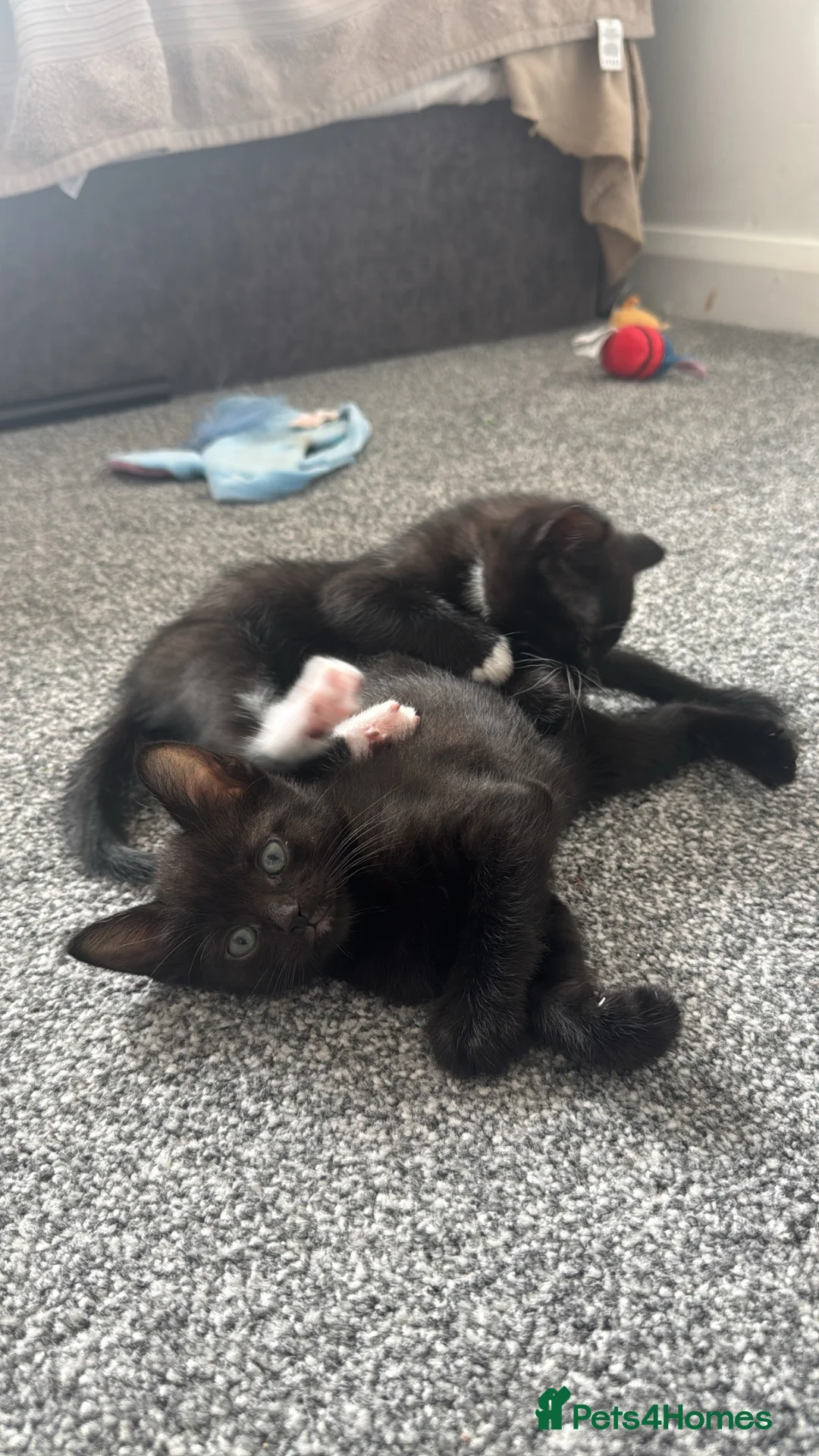 Mixed Breed cats for sale: Ready 10/08 - Advert 5