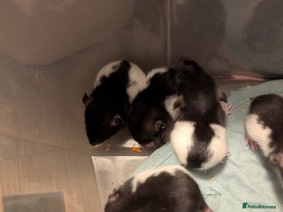 Rat rodents Adorable Baby Rats, available 6th December - Advert 3