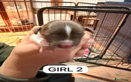 English Springer Spaniel dogs for sale: Gorgeous ESS Puppies-Heavily Marked Liver & White - Image 5