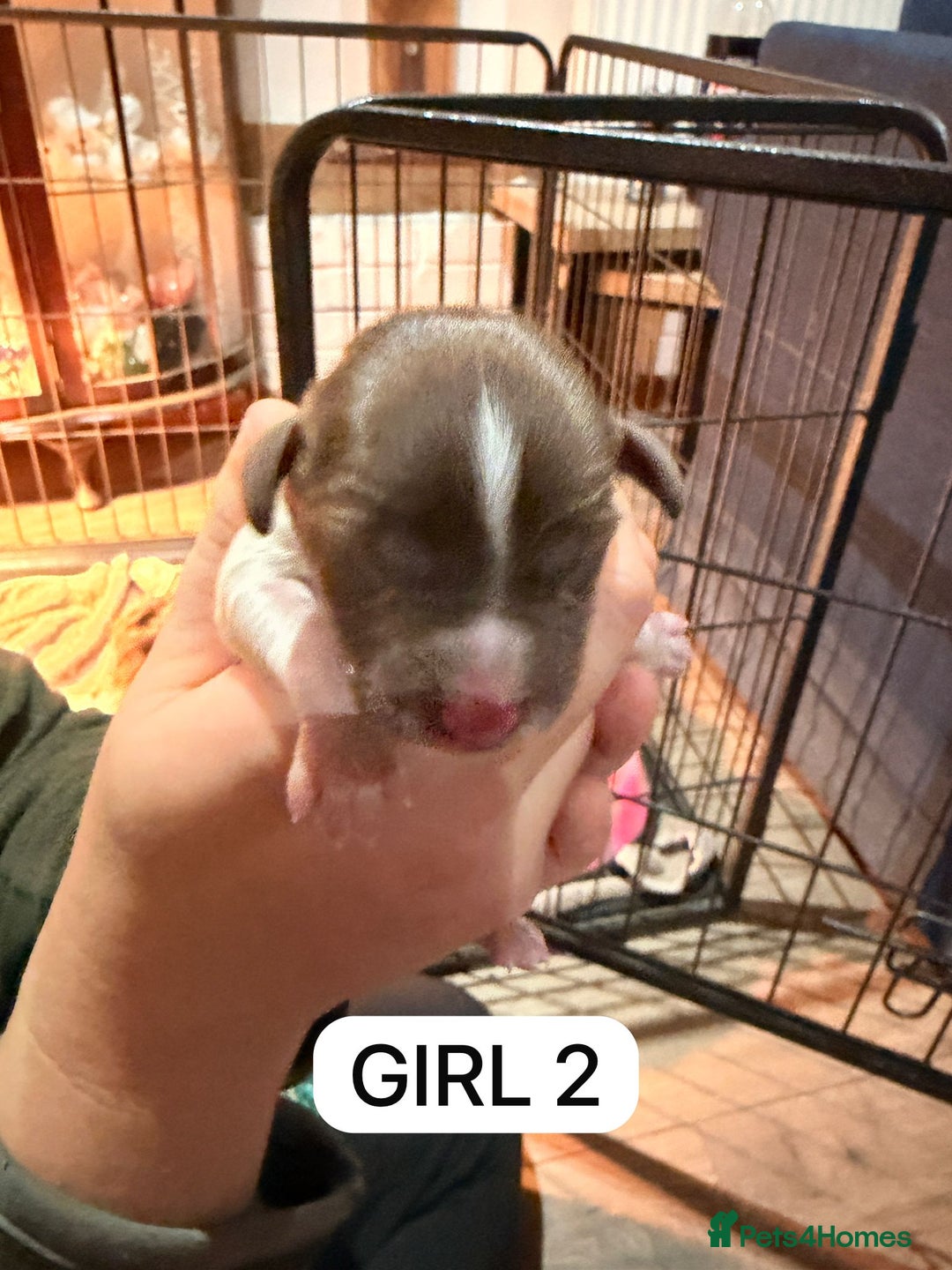 English Springer Spaniel dogs for sale: Gorgeous ESS Puppies-Heavily Marked Liver & White - Image 5