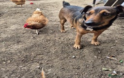 Mixed Breed dogs for adoption: 💙🐶 STAS 🐶💙 - Image 23