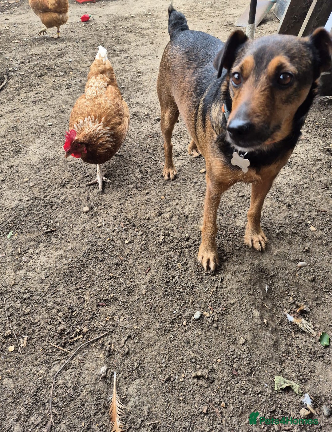 Mixed Breed dogs for adoption: 💙🐶 STAS 🐶💙 - Image 23