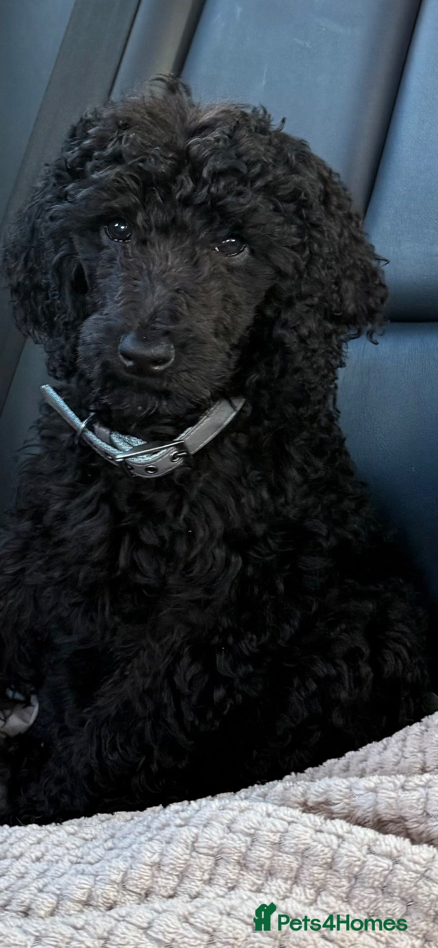 Standard Poodle dogs Standard poodle - Advert 2