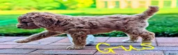 Goldendoodle dogs for sale: 🐾 Beautiful Standard Goldendoodle Puppies 🐾 - Advert 17