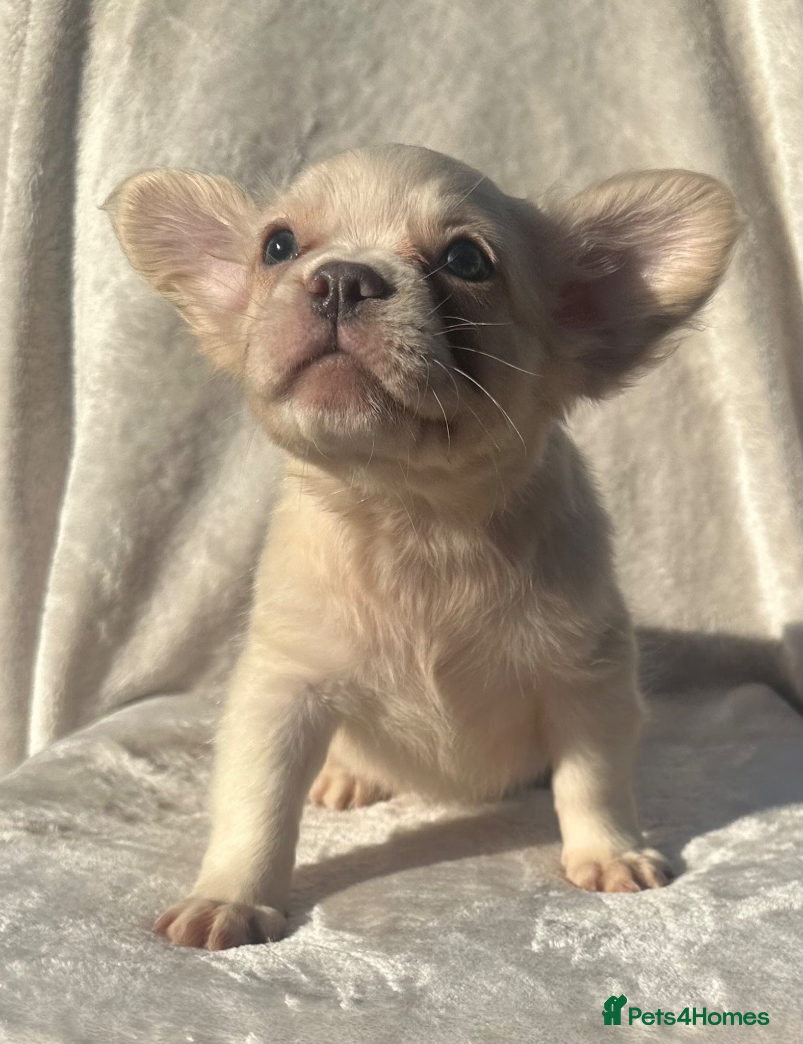 French Bulldog dogs 📢REDUCED📢. ✨ Fluffy French Bulldogs✨ - Advert 4