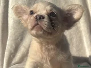 French Bulldog dogs 📢REDUCED📢. ✨ Fluffy French Bulldogs✨ - Advert 4