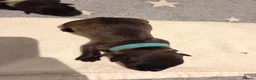 Glen of Imaal Terrier dogs for sale: Glen of Imaal Terrier Puppies  - Advert 20