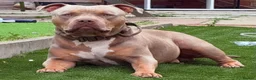 American Bully dogs for sale: Male bully classic  - Advert 3