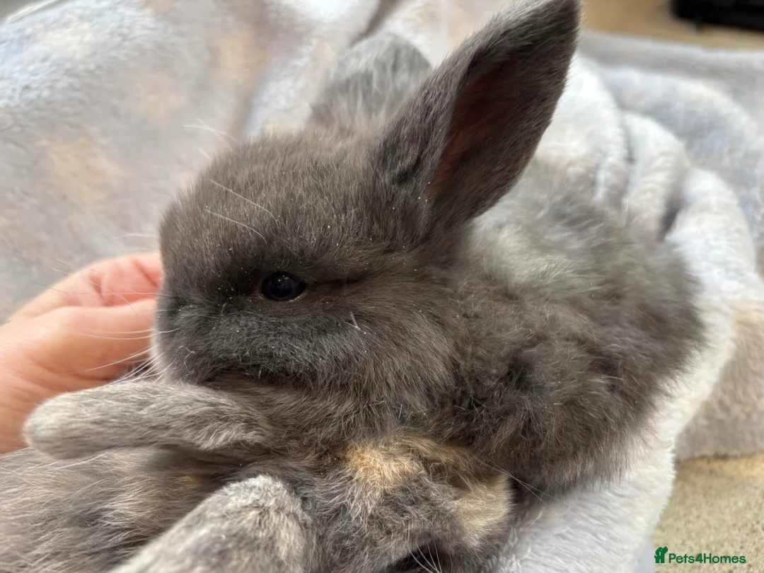 Mini Lop rabbits for sale: Male mini lops ready to reserve  - Advert 3